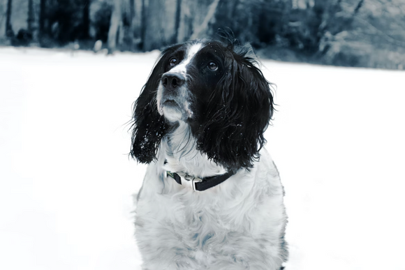 Things to Do With Your Dog In The Winter