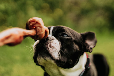 Dog smelling treat while learning why a dog feeding schedule by age matters.