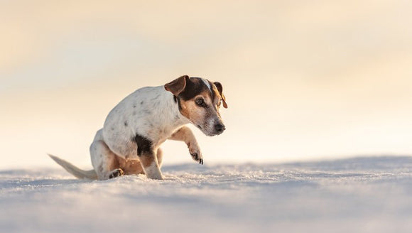 Can Dogs Get Frostbite On Their Paws?
