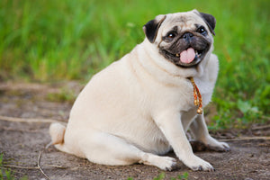 Identifying Obesity in Dogs