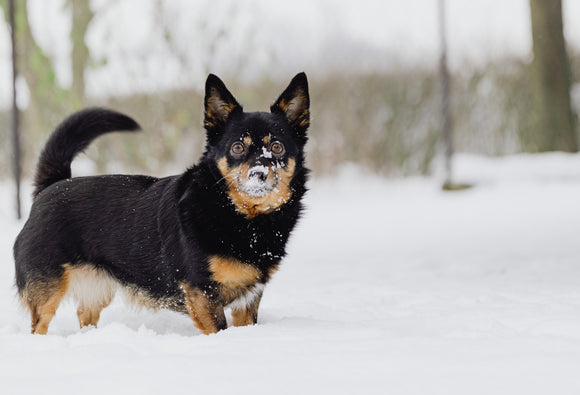 Black and brown puppy playing in snow before receiving a bully stick