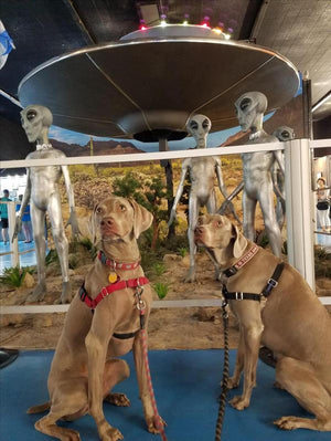 5 Weird Museums That Are Dog-Friendly