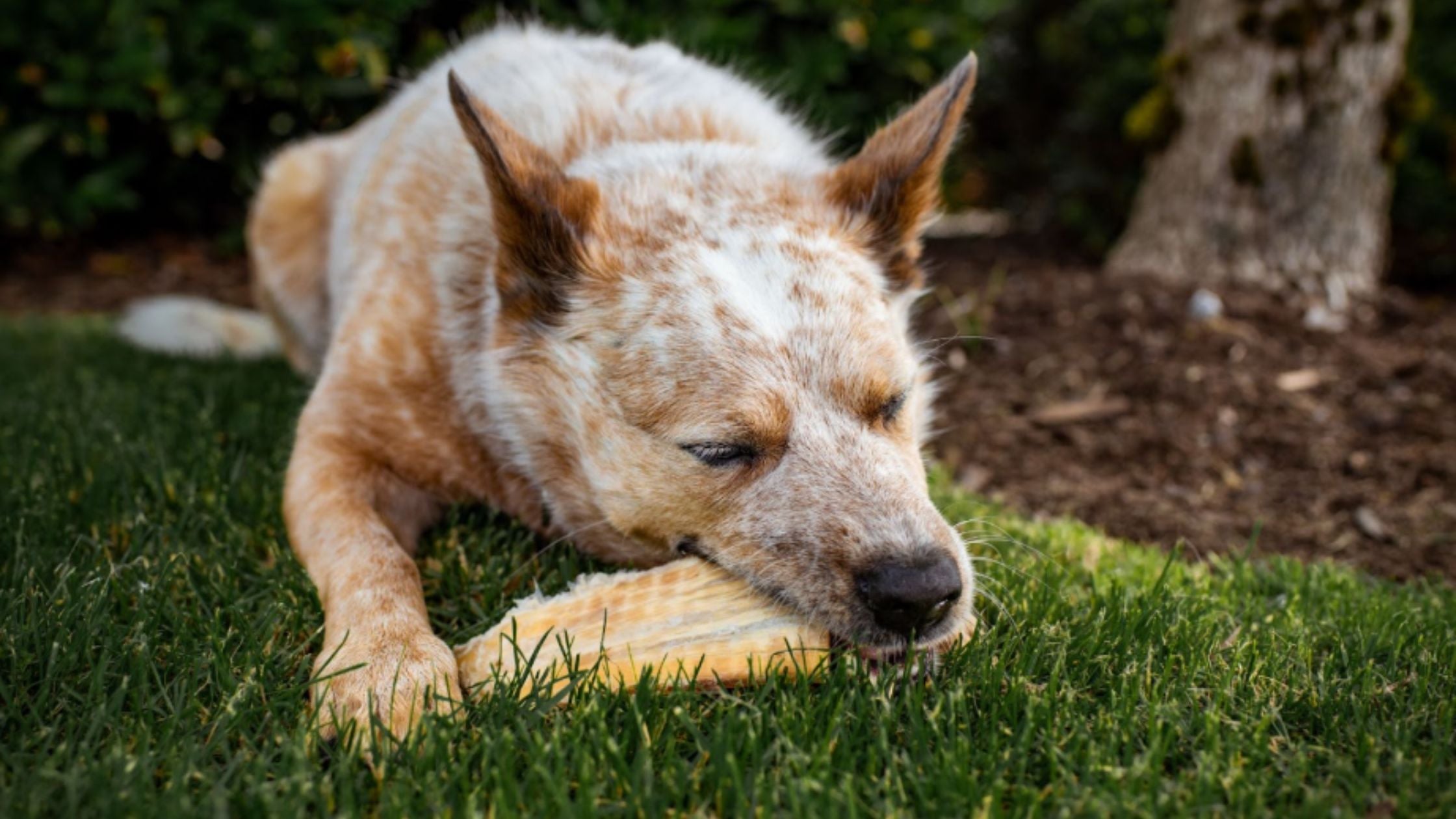 Top Ingredients to Avoid in Dog Treats