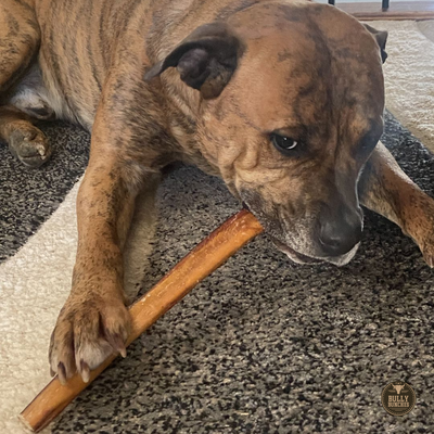 A brown dog with black spots chewing on a  12 inch thick bully stick dog treat from Bully Bunches.