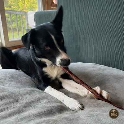 10-12 Inch Champion Chew