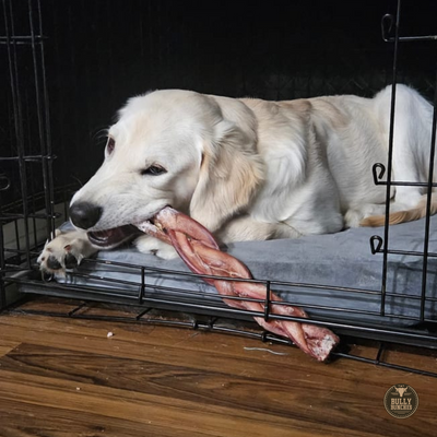 A big golden retriever dog chewing on a 12 inch monster braided bully stick dog treat from Bully Bunches.