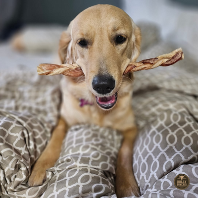 A big golden retriever dog with a pink collar chewing on a 12 inch braided bully stick dog treat from Bully Bunches.