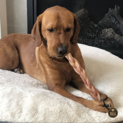 A large brown labrador dog chewing on a 12 inch thick braided bully stick dog treat from Bully Bunches.