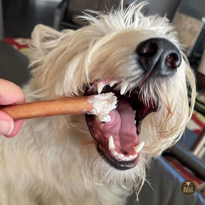 Fluffy white dog ready to bite into a 6-inch standard bully stick dog treat from Bully Bunches.