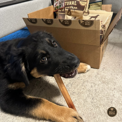 Black dog with brown paws eating a 6-inch thick bully stick dog treat from Bully Bunches.