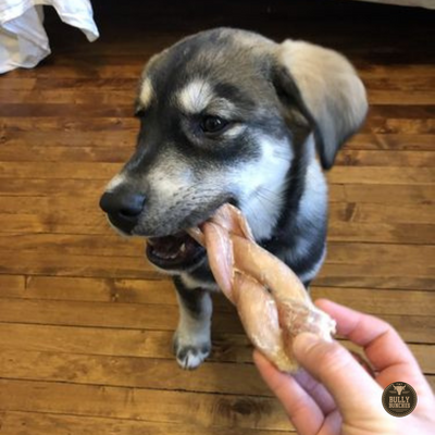 A puppy with a 6-inch jumbo braided bully stick dog treat from Bully Bunches.