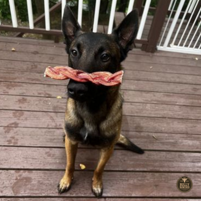 A German Shepherd balancing a 6-inch monster braided bully stick dog treat on his nose