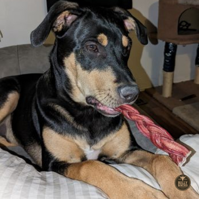 Black and brown dog eating a 6-inch braided bully stick.
