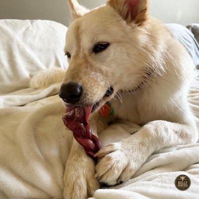 A white dog chewing on a 6-inch thick braided bully stick on a bed.