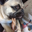 A pug dog chewing on a 6-inch thin braided bully stick.