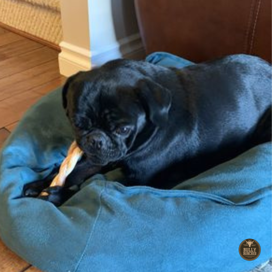 A black dog chewing on a 6-inch thin braided bully stick.