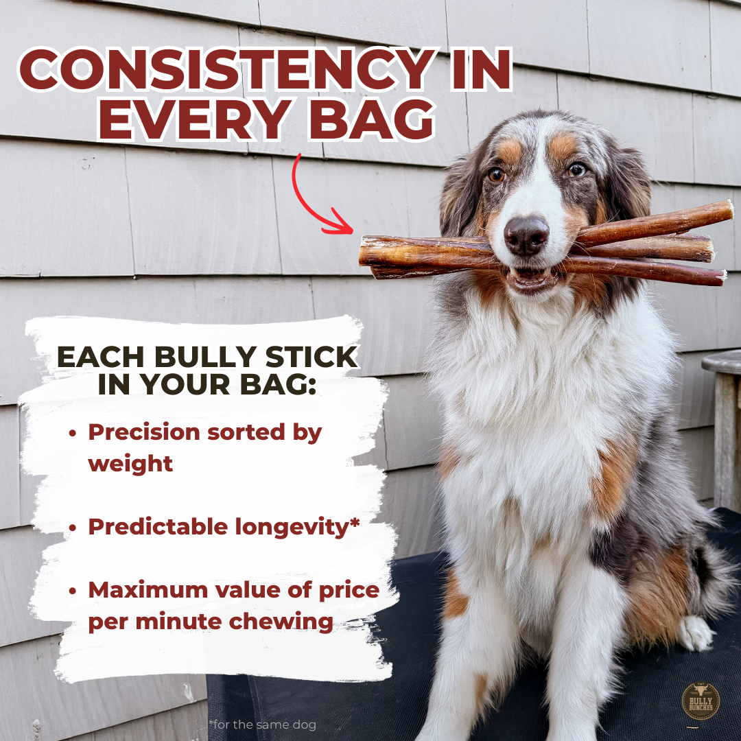6 Inch Thick Bully Stick