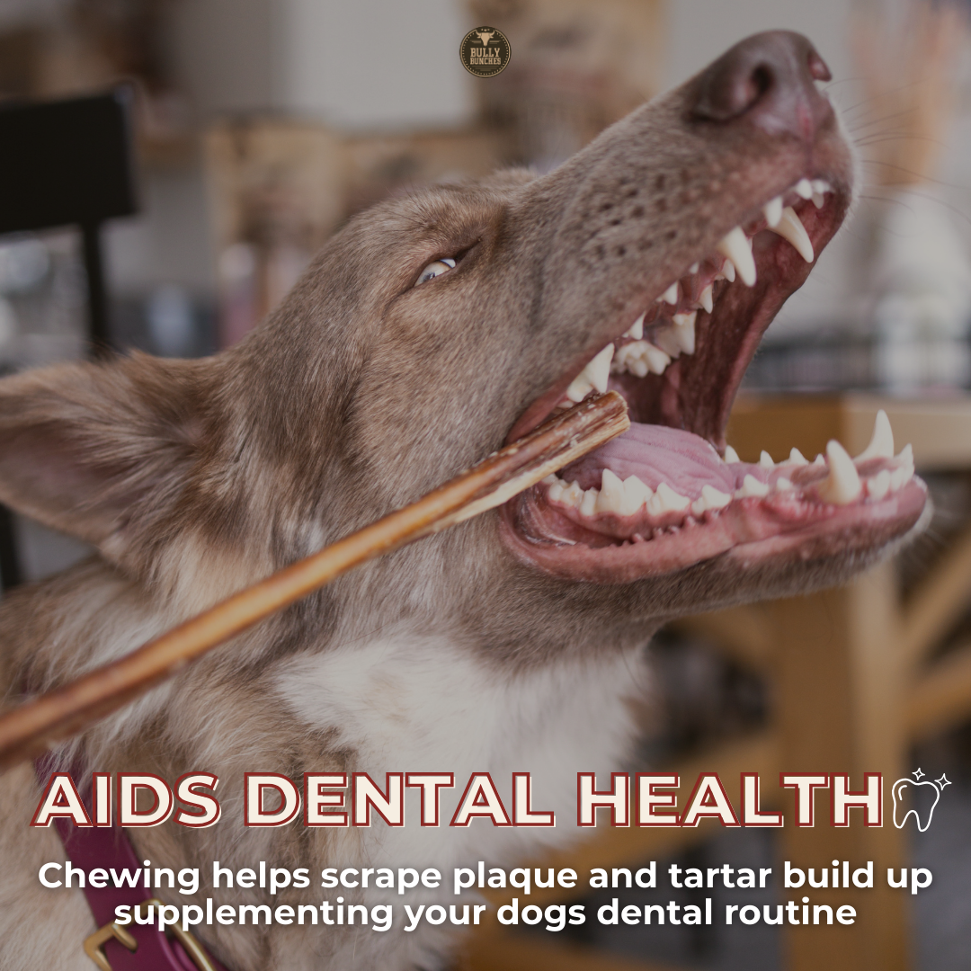 6 Inch Thick Bully Stick