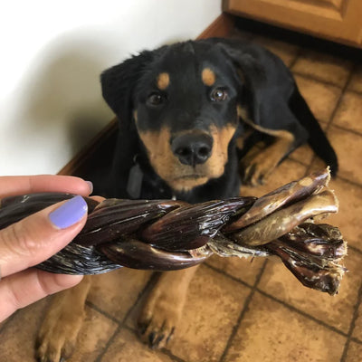 A brown and black dog looking at a 6 inch braided jerky stick.