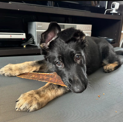 A black and brown dog chewing on a 12 beef jerky strip.