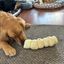 A golden dog chewing on a 9-11 inch beef cheek roll.