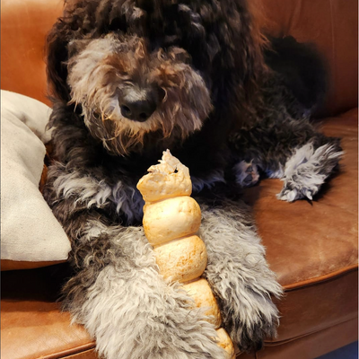 A brown doodle dog chewing on a 10-12 inch peanut butter cheek roll.