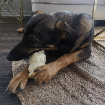 A brown and black dog chewing on a 5-6 inch beef cheek roll.