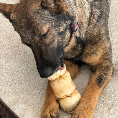 A brown and black dog chewing on a 5-6 inch peanut butter cheek roll.