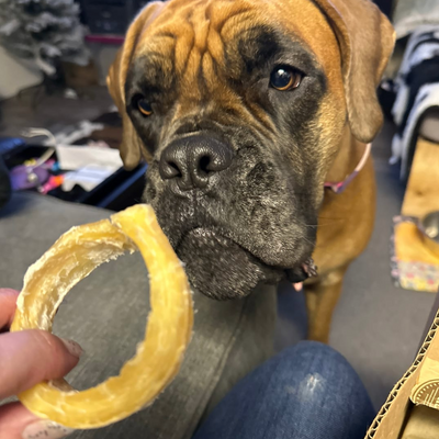 A brown and black dog sniffing a beef backstrap ring.