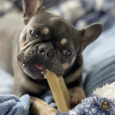 A brown dog chewing on a small Himalayan yak chew.