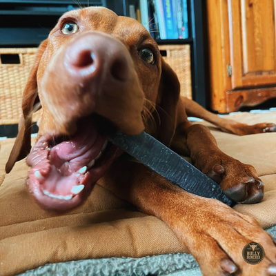 Brown dog chewing on a blueberry Himalayan yak chew.