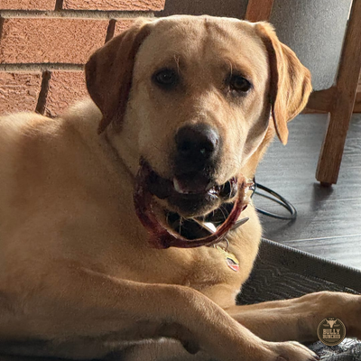 Large Bully Stick Ring