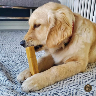 A golden retriever with a red collar chewing on a  large himalayan yak chew.
