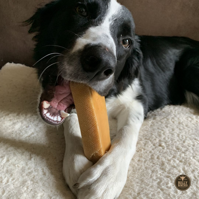 A black and white dog eating a mega Himalayan yak chew.