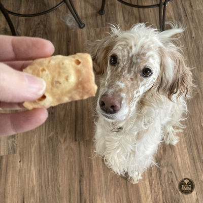 A fluffy white dog looking at a himalayan yak puff.