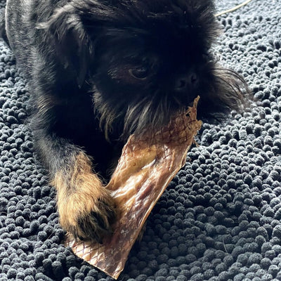 A fluffy black dog chewing on a 6 inch beef jerky strip.
